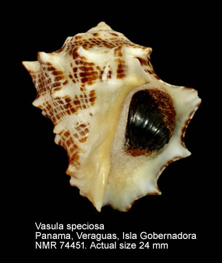 Vasula speciosa (7).jpg - Vasula speciosa(Valenciennes,1832)